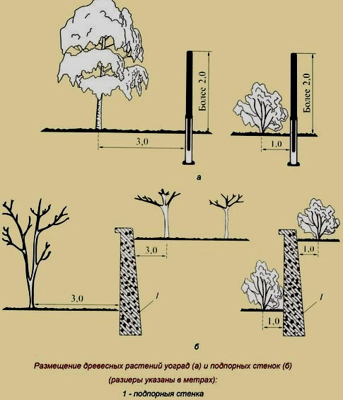 На каком расстоянии от забора можно сажать деревья: норма посадки СНиП .